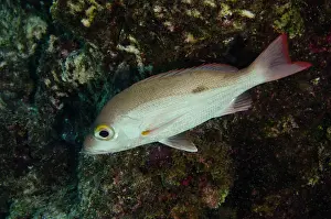 Snapper: Mahogany Snapper (Lutjanus mahogoni), Bonaire