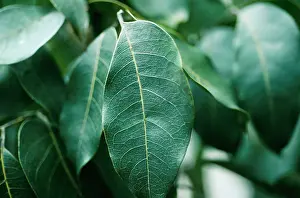 Mahogany: Mahogany Tree
