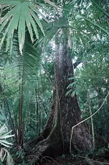 Mahogany: MAHOGANY TREE