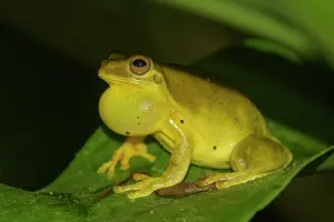 Lodge: Mahogany tree frog (Tlalocohyla loquax), Arenal