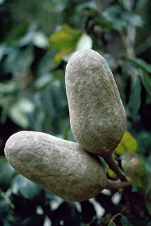 Canopy: Mahogany Tree fruit / seed pod - close up of pods in canopy