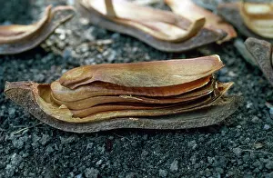 Opened: Mahogany Tree Seed Pod - opened to reveal design