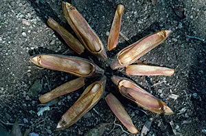 Opened: Mahogany Tree Seed Pod - opened to reveal design
