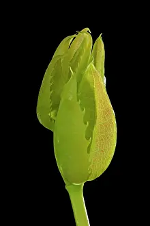 Aquifolium: Mahonia - young leaves in spring