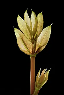 Aquifolium: Mahonia - young leaves in spring