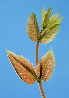 Aquifolium: Mahonia - young leaves in spring