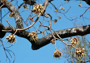 Alcoholic: Mahua / Honey Tree / Madhuka / Mohwa Flowers -