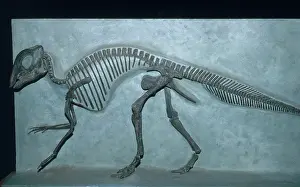 Matrix: Maiasaur Skeleton