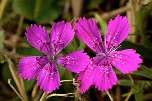 Maiden: Maiden pink