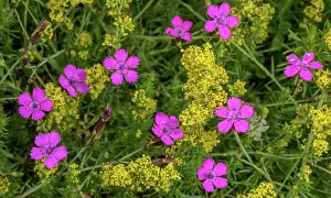 Bob Gibbons: Maiden pink, Dianthus deltoides and Lady's bedst