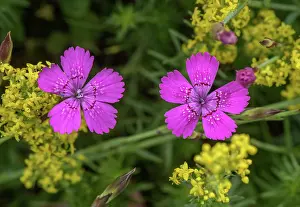 Bob Gibbons: Maiden pink, Dianthus deltoides and Lady's bedst