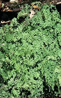Adiantum: Maidenhair Fern