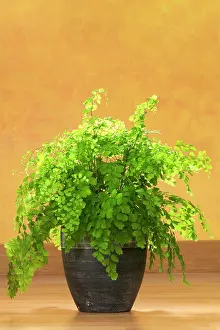 Maidenhair: Maidenhair Fern