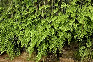Adiantum: Maidenhair Fern