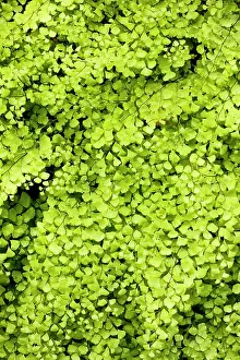 Adiantum: Maidenhair Fern - growing by a spring