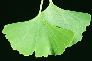 Ginkgo: Maidenhair / Ginkgo Tree
