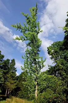 Ginkgo: Maidenhair / Ginkgo Tree - Bedgebury Pinetum