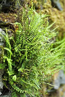 Temp: Maidenhair Spleenwort