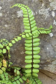 Asplenium: Maidenhair spleenwort fern