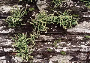 Walls: Maidenhair Spleenwort Fern
