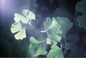 Ginkgo: MAIDENHAIR TREE / GINKGO - close-up of foliage