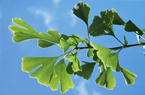 Ginkgo: MAIDENHAIR TREE / GINKGO - Close-up of leaves