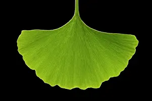 Ginkgo: Maidenhair Tree - leaf