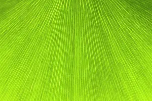 Ginkgo: Maidenhair Tree - leaf