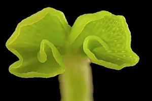 Ginkgo: Maidenhair Tree - unfolding leaf
