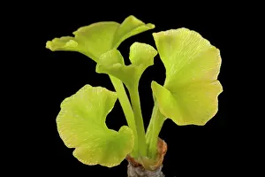 Ginkgo: Maidenhair Tree - young leaves