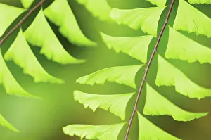 Adiantum: Maidenhairfern