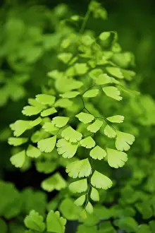 Adiantum: Maidenhairfern