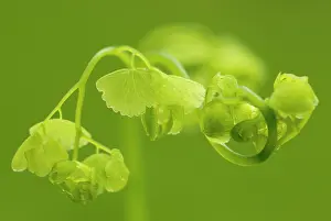Adiantum: Maidenhairfern
