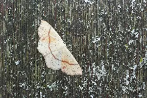 Maiden: Maiden's Blush Moth