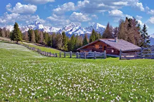 Awakening: Maienscss with flowering crocuses, behind them the