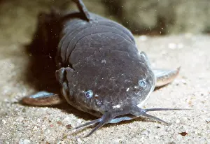Showing: Mailed / Armoured CATFISH - close-up head showing