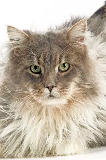 Tortoiseshells: Maine Coon - Blue Silver Tortie Tabby