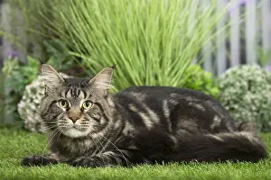 Coons: Maine Coon Cat