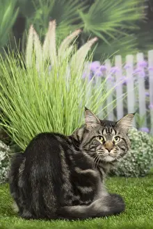 Coons: Maine Coon Cat