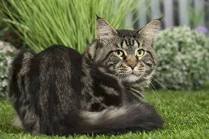 Coons: Maine Coon Cat