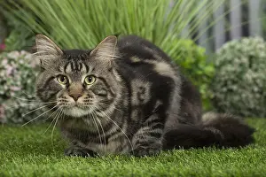 Coons: Maine Coon Cat