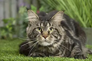 Coons: Maine Coon Cat