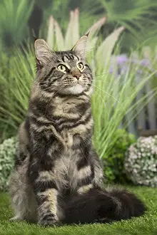 Coons: Maine Coon Cat