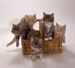 Baskets: MAINE COON CAT - 5 kittens in basket
