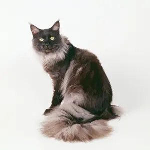 Supernatural: Maine Coon CAT - Black Smoke Maine Coon sitting