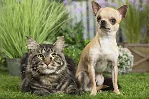 Coons: Maine Coon Cat & Chihuahua Dog