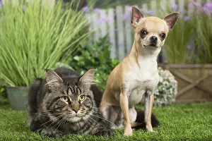 Coons: Maine Coon Cat & Chihuahua Dog
