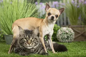 Coons: Maine Coon Cat & Chihuahua Dog
