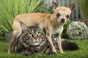 Coons: Maine Coon Cat & Chihuahua Dog