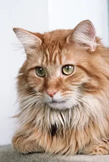 Coon: MAINE COON CAT - Close Up Of Head